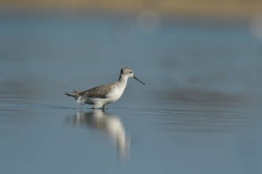 Bataklık çulluğu - Suyun üzerindeki Tringa yalnızlığı 