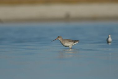 Suda görüldü Redshank - (Tringa erythropus)