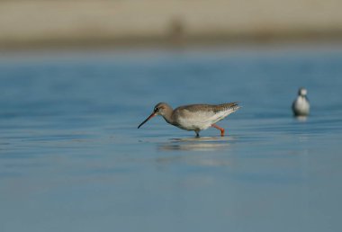 Suda görüldü Redshank - (Tringa erythropus)