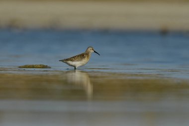Curlew Sandpiper - (Kalidris ferruginea) suyun üzerinde