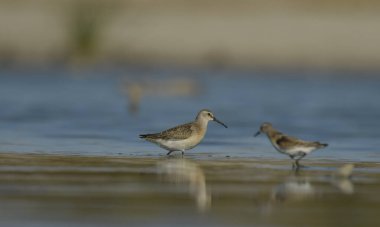 Curlew Sandpiper - (Kalidris ferruginea) suyun üzerinde