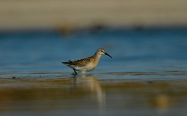 Curlew Sandpiper - (Kalidris ferruginea) suyun üzerinde