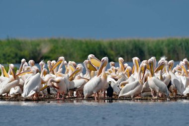 Beyaz pelikan - Grupta Pelecanus onocrotalus
