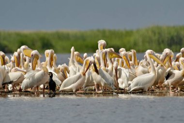 Beyaz pelikan - Grupta Pelecanus onocrotalus