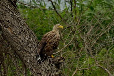 beyaz kuyruklu kartal - Haliaeetus albicilla