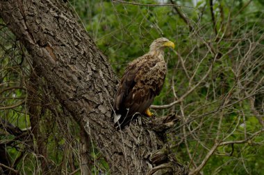 beyaz kuyruklu kartal - Haliaeetus albicilla