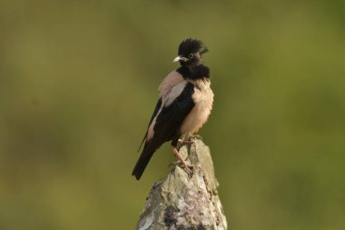 Rosy Starling Papaz Roseus bir taşın üstünde 