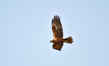 Uzun bacaklı Şahin - (Buteo rufinus) 