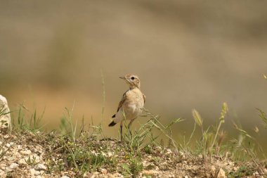 Isabelline Wheatear - (Oenanthe isabellina) karada