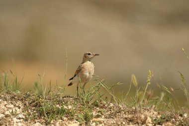 Isabelline Wheatear - (Oenanthe isabellina) karada