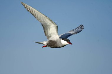 Bıyıklı Tern - (Chlidonias melezi) uçuşta
