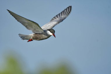 Bıyıklı Tern - (Chlidonias melezi) uçuşta