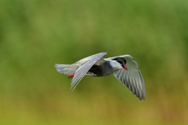 Bıyıklı Tern - (Chlidonias melezi) uçuşta