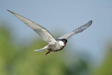 Bıyıklı Tern - (Chlidonias melezi) uçuşta