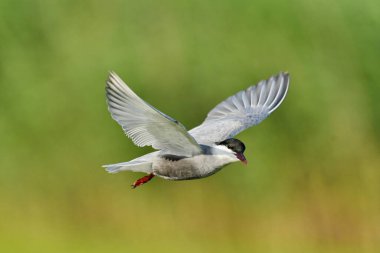 Bıyıklı Tern - (Chlidonias melezi) uçuşta