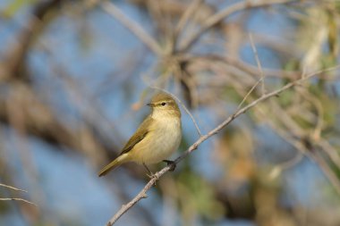 Yaygın Chiffchaff - (Phylloscopus collybyta) bir ağacın üzerinde