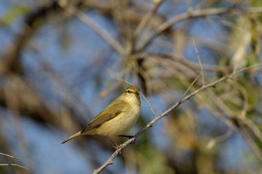 Yaygın Chiffchaff - (Phylloscopus collybyta) bir ağacın üzerinde