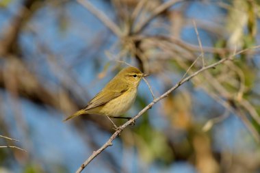 Yaygın Chiffchaff - (Phylloscopus collybyta) bir ağacın üzerinde