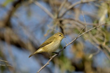 Yaygın Chiffchaff - (Phylloscopus collybyta) bir ağacın üzerinde
