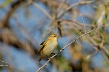 Yaygın Chiffchaff - (Phylloscopus collybyta) bir ağacın üzerinde