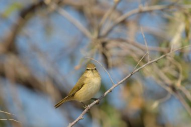 Yaygın Chiffchaff - (Phylloscopus collybyta) bir ağacın üzerinde