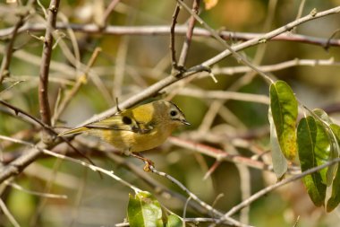 Goldcrest - (Regulus regulus) bir ağaçta