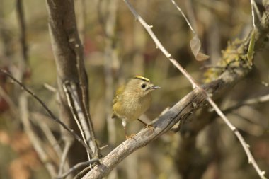 Goldcrest - (Regulus regulus) bir ağaçta