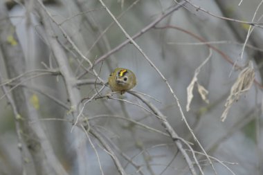 Goldcrest - (Regulus regulus) bir ağaçta