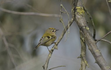 Goldcrest - (Regulus regulus) bir ağaçta