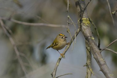 Goldcrest - (Regulus regulus) bir ağaçta