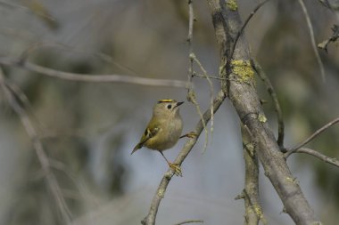 Goldcrest - (Regulus regulus) bir ağaçta