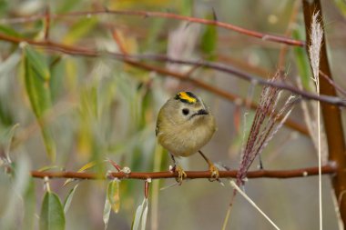 Goldcrest - (Regulus regulus) bir ağaçta