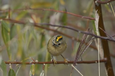 Goldcrest - (Regulus regulus) bir ağaçta