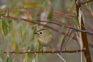Goldcrest - (Regulus regulus) bir ağaçta