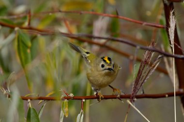 Goldcrest - (Regulus regulus) bir ağaçta