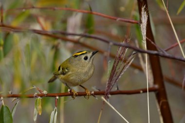 Goldcrest - (Regulus regulus) bir ağaçta