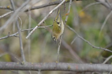 Goldcrest - (Regulus regulus) bir ağaçta