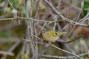 Goldcrest - (Regulus regulus) bir ağaçta