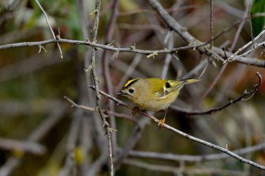 Goldcrest - (Regulus regulus) bir ağaçta