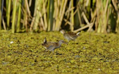 Su rayı - Bataklıkta Rallus aquaticus