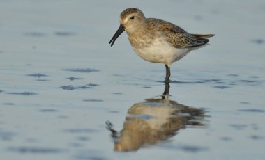 Curlew sandpiper - Kalidris ferruginea su üstünde