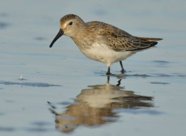 Curlew sandpiper - Kalidris ferruginea su üstünde
