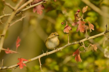 Genel Chiffchaff (Phylloscopus collybyta) 