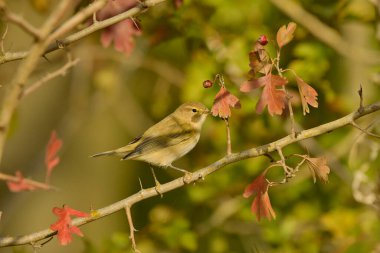 Genel Chiffchaff (Phylloscopus collybyta) 