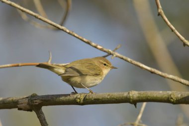 Genel Chiffchaff (Phylloscopus collybyta) 