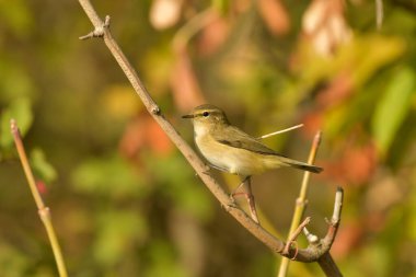 Genel Chiffchaff (Phylloscopus collybyta) 