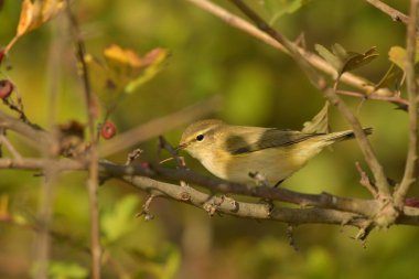 Genel Chiffchaff (Phylloscopus collybyta) 