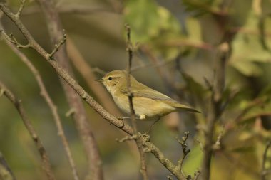 Genel Chiffchaff (Phylloscopus collybyta) 