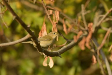 Genel Chiffchaff (Phylloscopus collybyta) 
