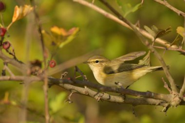 Genel Chiffchaff (Phylloscopus collybyta) 